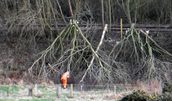 Tăiere ilegală şi furt de arbori la Jibou și Lozna Tăiere ilegală şi furt de arbori la Jibou și Lozna