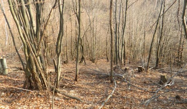 Tăiere nelegală de arbori în Cizer Tăiere nelegală de arbori în Cizer
