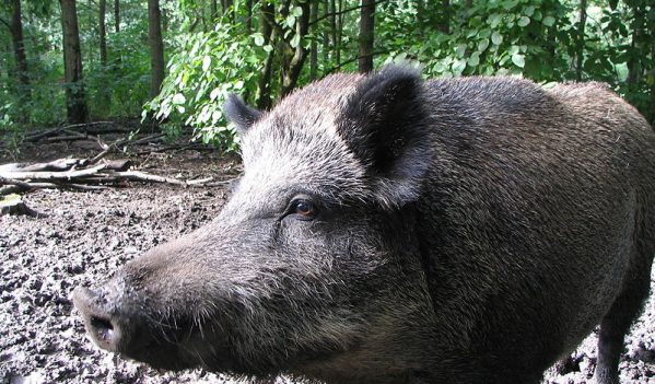 Situația evoluției Pestei Porcine Africane în Sălaj Situația evoluției Pestei Porcine Africane în Sălaj