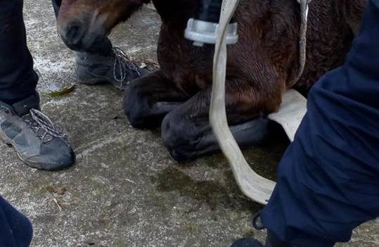 Mânz salvat de pompierii din Nușfalău Mânz salvat de pompierii din Nușfalău