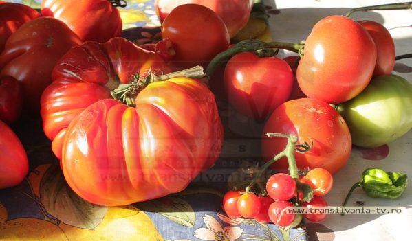 Roșiile gigant din Rus ating ușor kilogramul! (VIDEO-Galerie FOTO) Roșiile gigant din Rus ating ușor kilogramul! (VIDEO-Galerie FOTO)