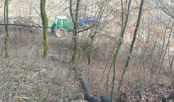 Infracțiune silvică într-o pădure de pe raza localității Dolheni Infracțiune silvică într-o pădure de pe raza localității Dolheni